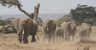 Parc national Amboseli 56 - copie